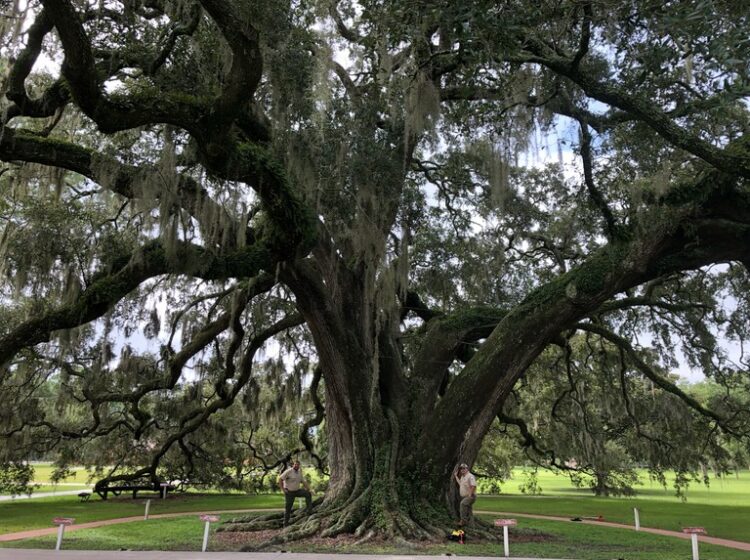 Live Oak (Quercus virginiana) tree with two people on it.