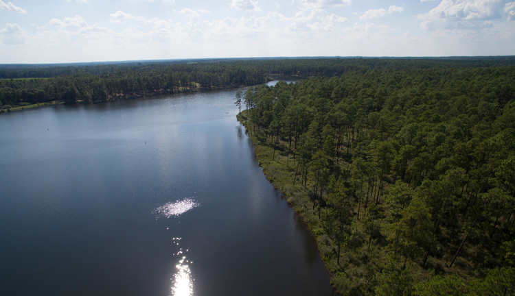 River surrounded by trees.