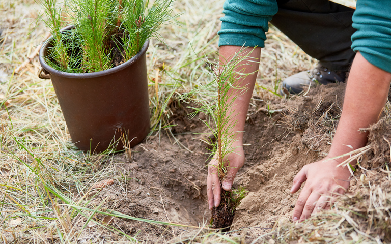 Person planting pine tree.