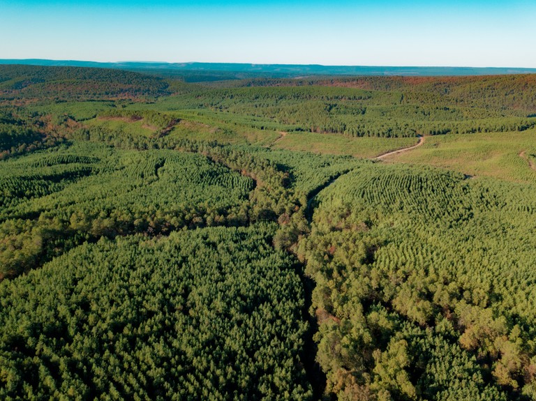 Birds eye view of forest.