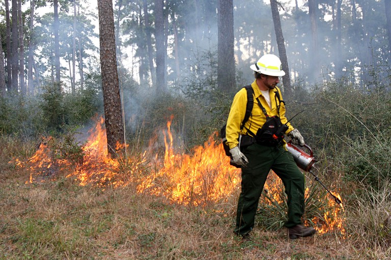 Fireman prescribed burning the forest.