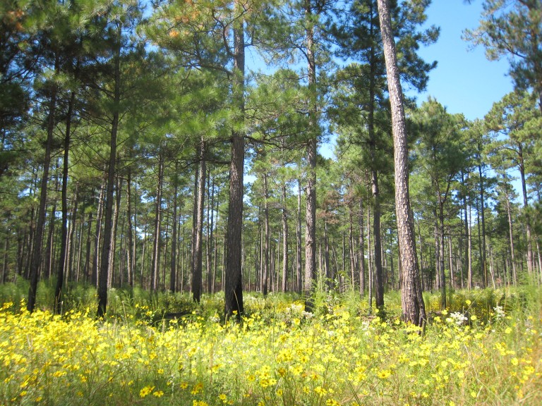 View of the forest, pine trees and high grass.