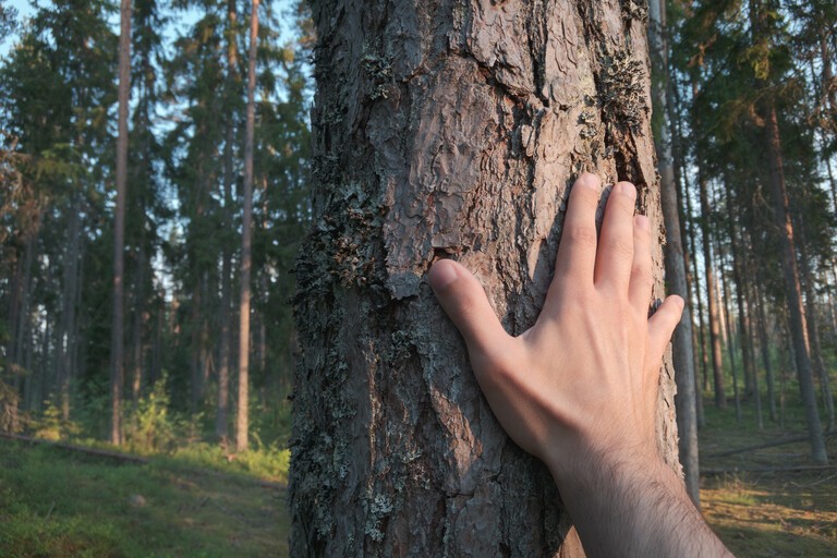 Person with hand on a pine tree.