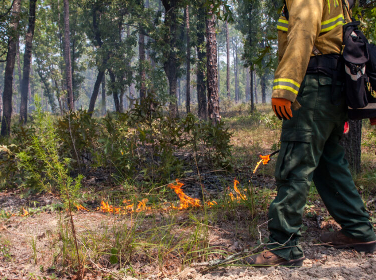 wildland firefighter in personal protective equipment uses a drip torch to introduce prescribed fire into a forest
