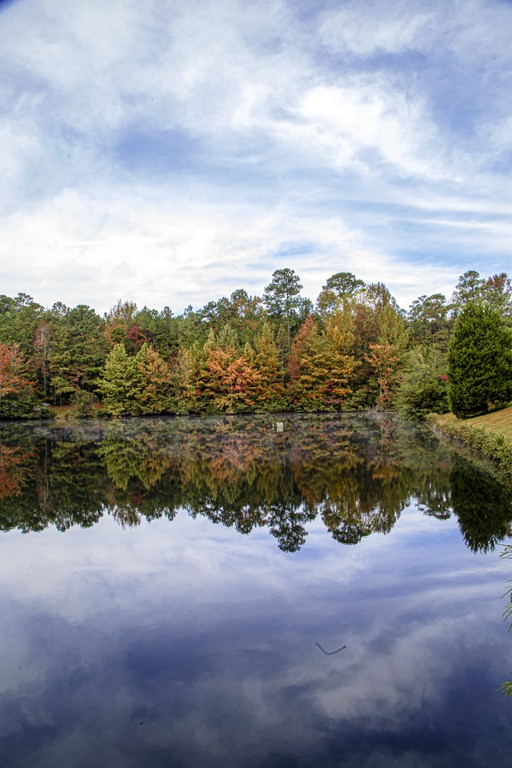 North Carolina Trees behind a serene body of water