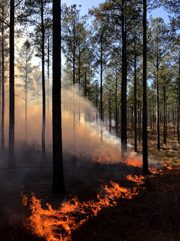 low intensity flames on prescribed fire in North Carolina, in pine trees. 