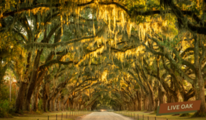 Arbor Day 2023: Celebrating the Iconic Trees of the U.S. South ...