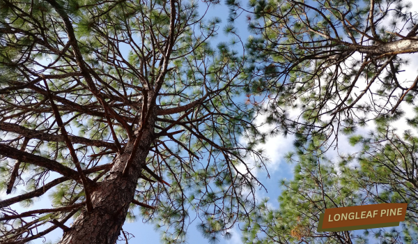 looking up into the branches of a longleaf pine tree 