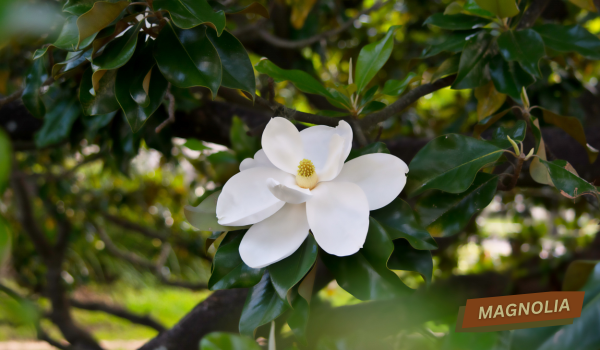 closeup of the large white bloom of a magnolia tree