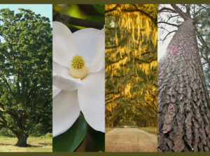 Arbor Day 2023: Celebrating the Iconic Trees of the U.S. South ...