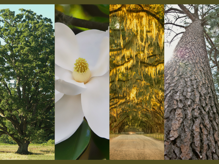 Collage image of trees- white oak, magnolia, Live Oak and longleaf pine