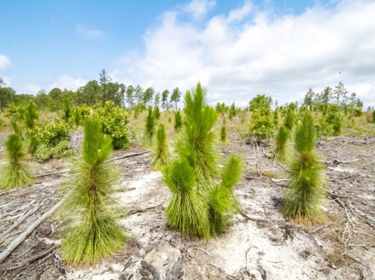 a field of young pine trees