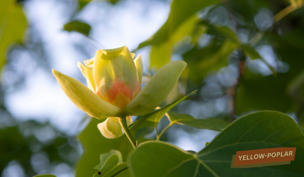close-up image of the bloom of a yellow poplar tree