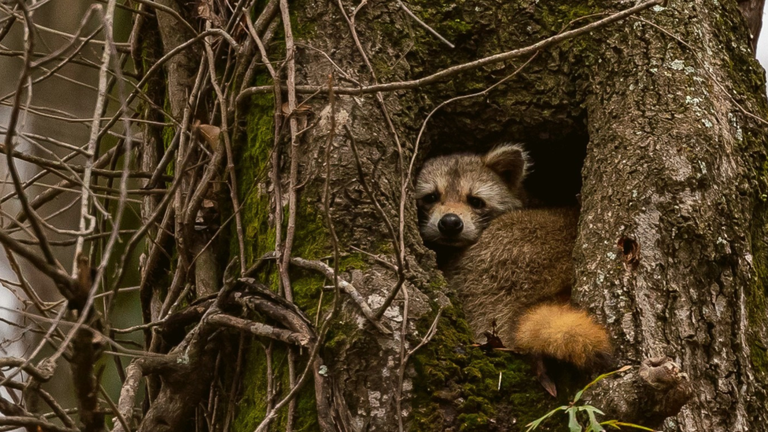 Raccoon nestled in a hole in a tree