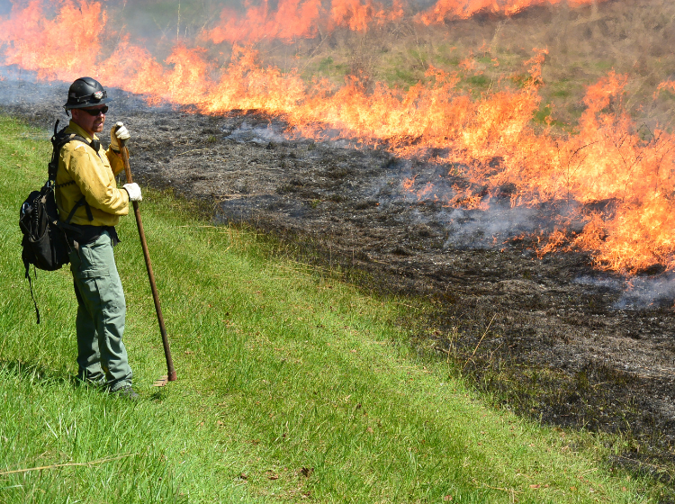Wildland Firefighter monitoring a prescribed burn
