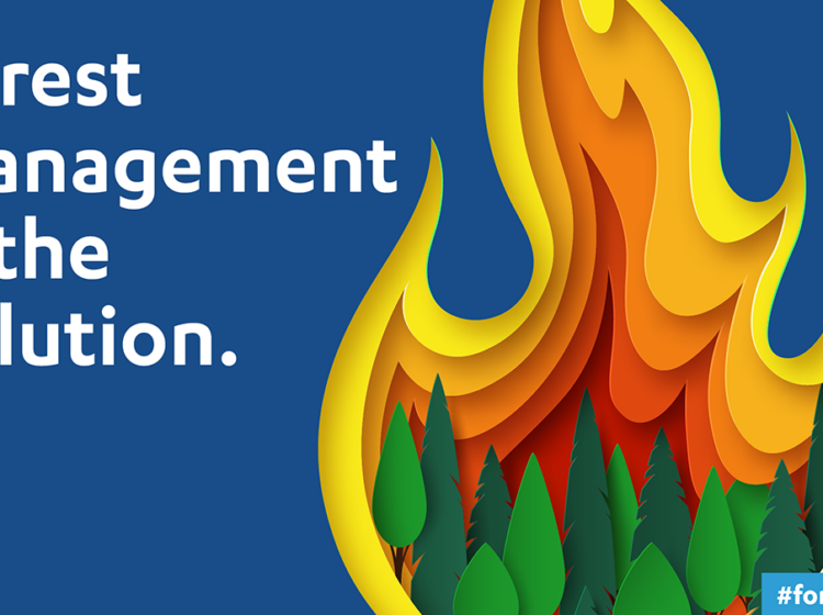 Graphic of trees with flames. Words on image: forest management is the solution