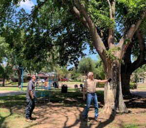 forester and bystander look at a tree in a playground