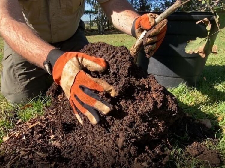 closeup of gloved hands planing a tree with lots of soil