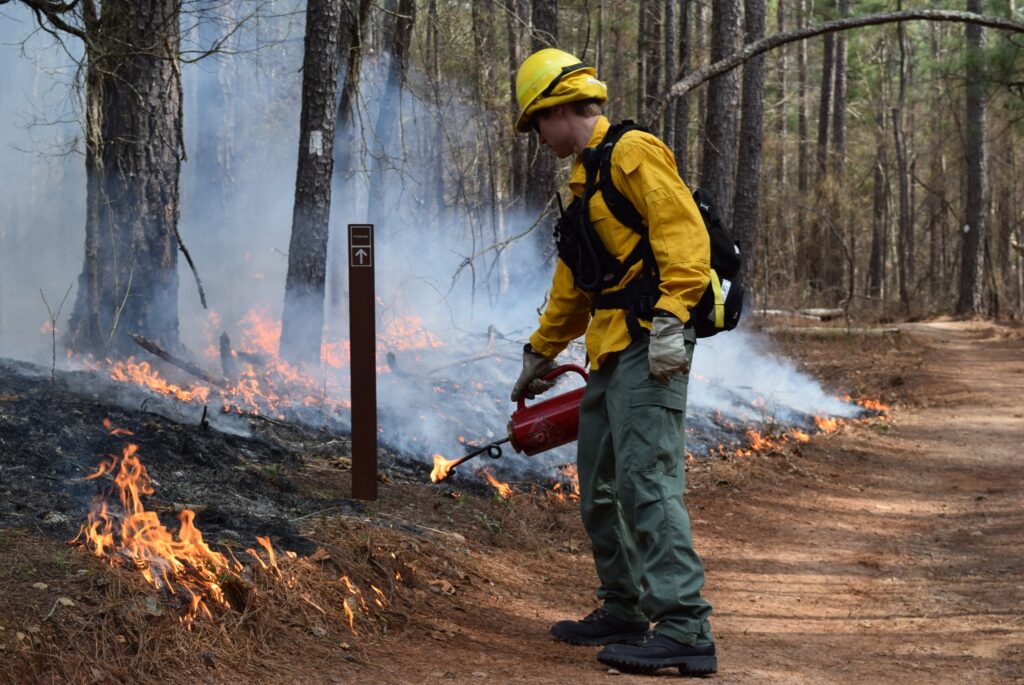 Wildland firefighter in PPE uses a drip torch to conduct/manage a prescribed fire in a pine forest