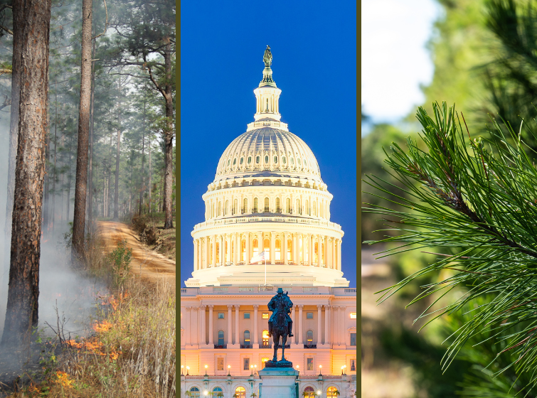 Trio of photos: Prescribed burn in pines, US Capitol and a closeup of pine tree needles
