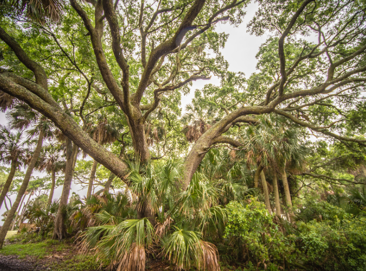 giant oak tree on hunting island South Carolina