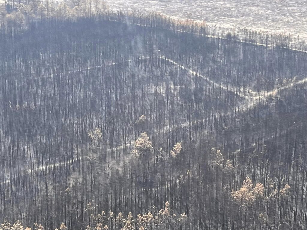 blackened and charred stand of trees after exrtreme wildfire