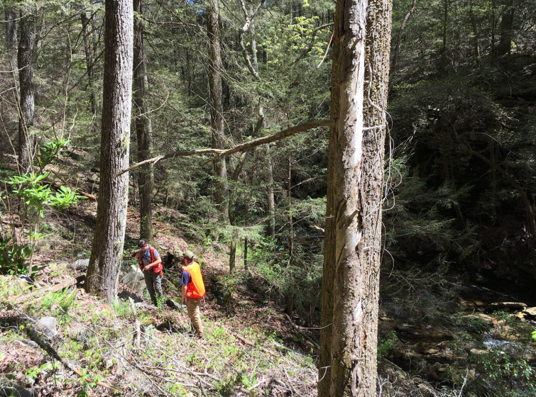 mountain forest, two foresters working on a steep terrain