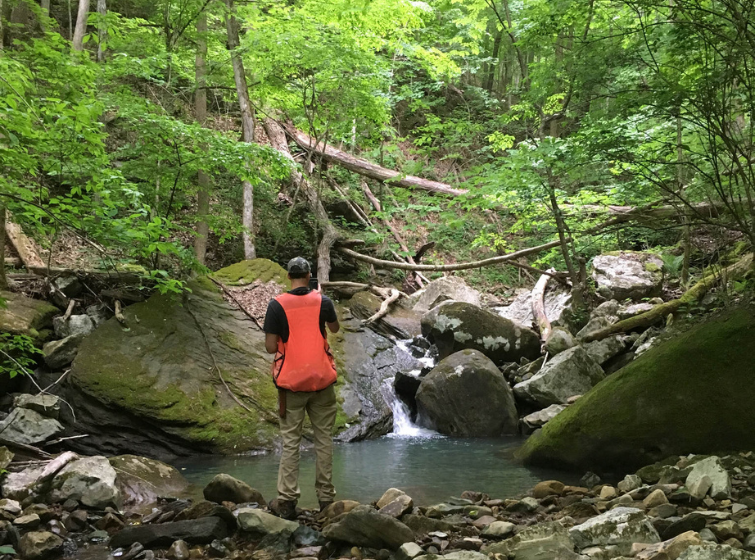 Forester looking at a mountain stream with trees and large rocks