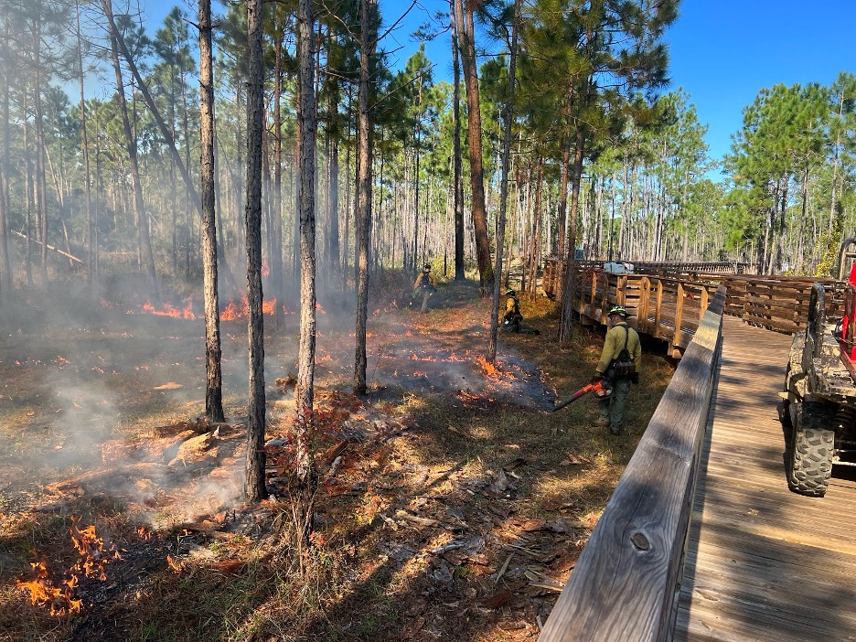 Prescribed fire in a pine forest, wildland firefighters, next to a board walk