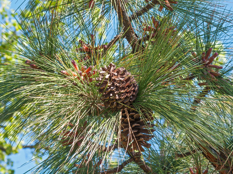 Longleaf pine limb
