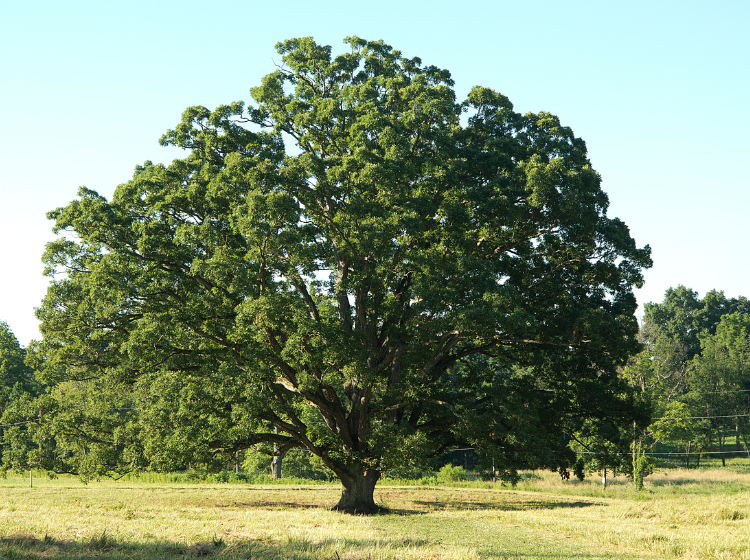 White Oak Tree in a field