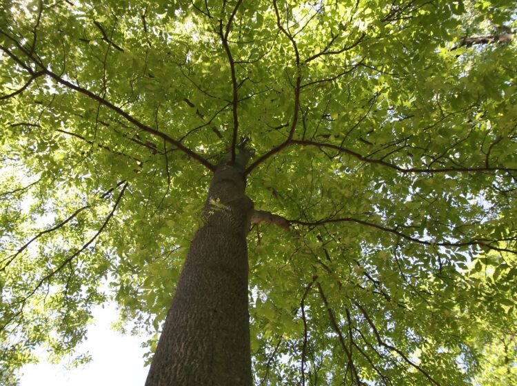 Mockernut Hickory tree from below