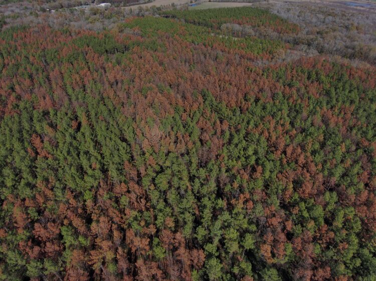 Aerial image showing pine mortality, some green trees some dead brown trees
