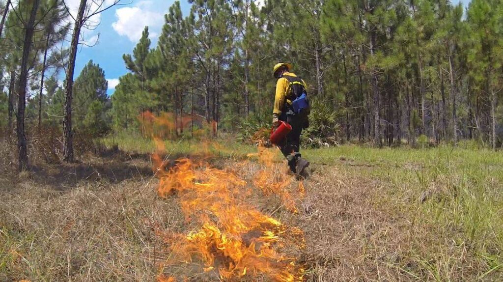 wildland firefighter stringing a line of fire with a drip torch, in a pine forest during a prescribed burn