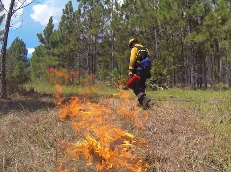 wildland firefighter stringing a line of fire with a drip torch, in a pine forest during a prescribed burn