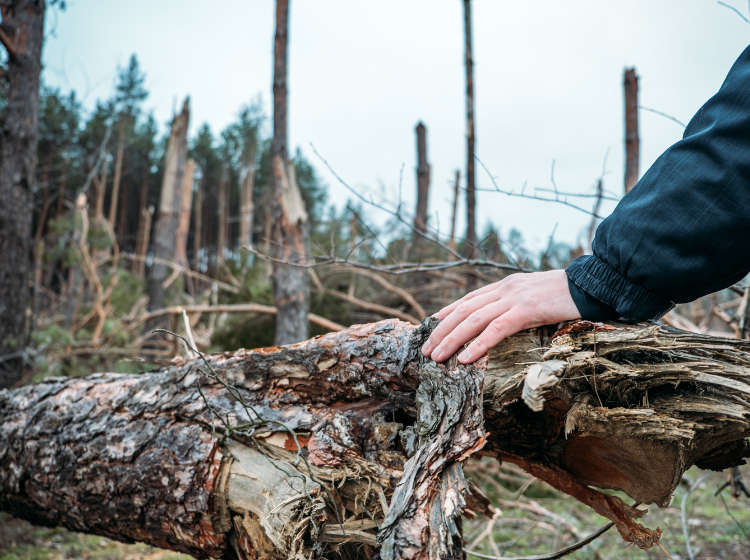 An outreached hand rests on a fallen pine tree in the foreground, with a hurricane damaged forest in the background