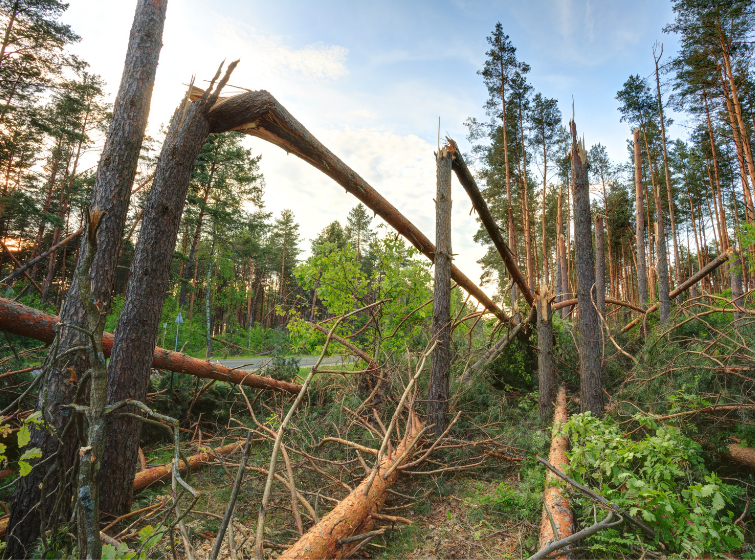 Image of pine trees snapped in half in the aftermath of a storm