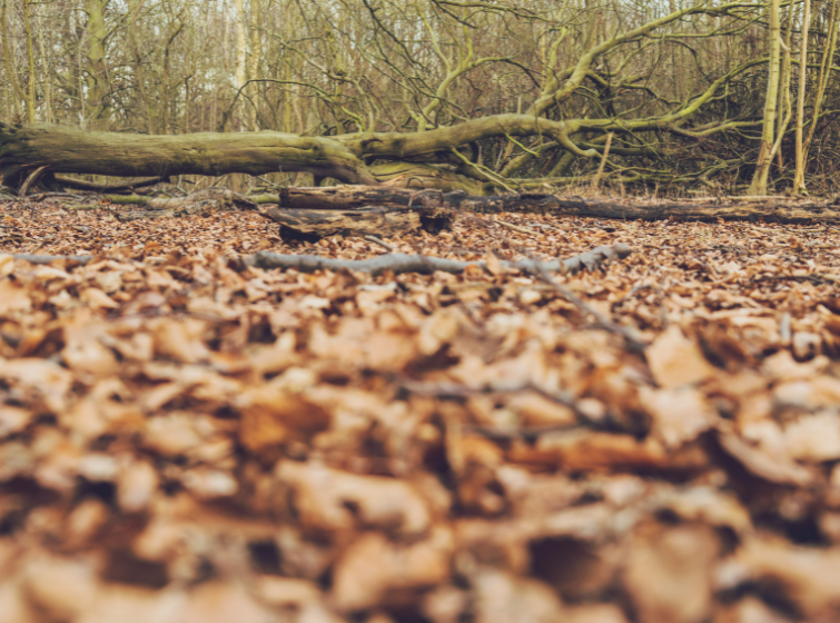 Close-up view of a forest floor covered in dry, brown leaves with scattered sticks and branches. In the background, a large fallen tree and leafless trees with tangled, greenish-brown branches stretch across the scene, suggesting late autumn or early winter. The foreground is blurred, drawing focus to the fallen tree and woodland setting.