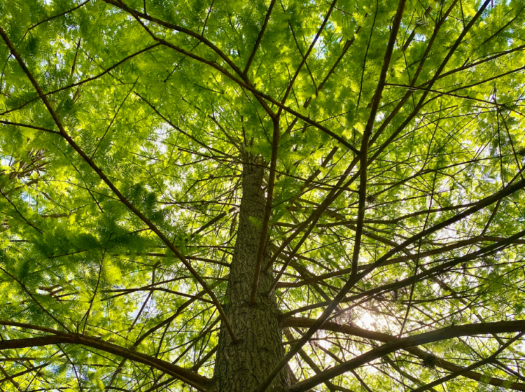 Close-up of bald cypress branches, needles and trunk