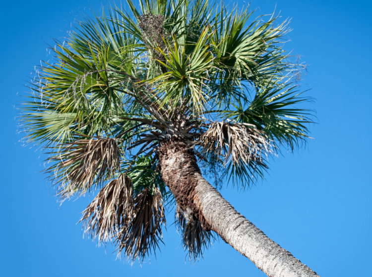 Florida state tree, the sabal palm, against a clear blue sky