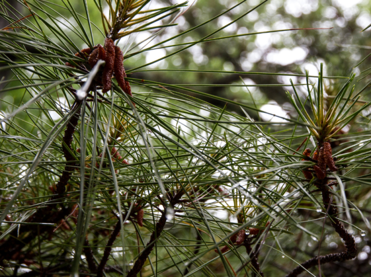 Closeup of slash pine needles