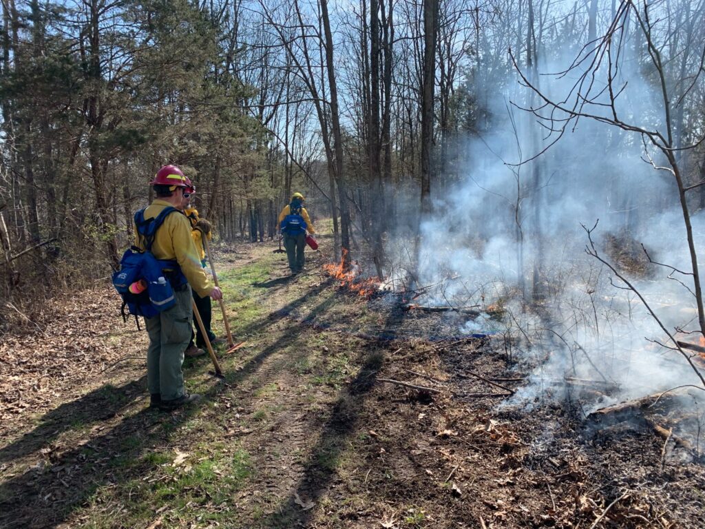 wildland firefighters walking along the edge of prescribed burn in a hardwood mix forest. One firefighter is stringing flames with a drip torch. 