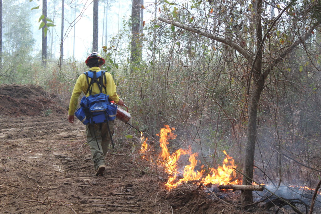 Wildland firefighter stringing flames with a drip torch along a forest edge