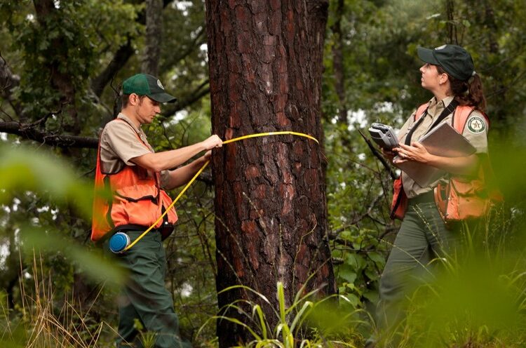 Two forestry professionals wearing safety vests and uniforms measure the diameter of a large pine tree in a forest. One person wraps a diameter tape around the trunk while the other records data on a handheld device and clipboard. Green vegetation fills the foreground, with dense woodland in the background.
