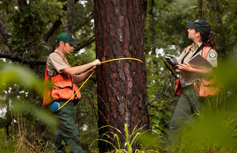 Two forestry professionals wearing safety vests and uniforms measure the diameter of a large pine tree in a forest. One person wraps a diameter tape around the trunk while the other records data on a handheld device and clipboard. Green vegetation fills the foreground, with dense woodland in the background.