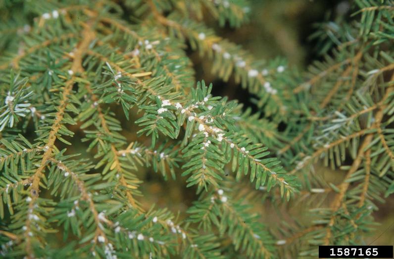 Close-up of eastern hemlock branches infested with hemlock woolly adelgid, visible as small white, cotton-like masses attached to the undersides of the needles.