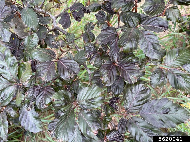 American beech leaves exhibiting Beech Leaf Disease, with darkened, thickened tissue and curled, distorted foliage caused by nematode infection.