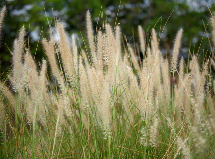 Dense stand of cogongrass with tall, white, feathery seed heads growing in a grassy area. Cogongrass is an invasive plant that spreads rapidly and increases wildfire risk in southern forests.