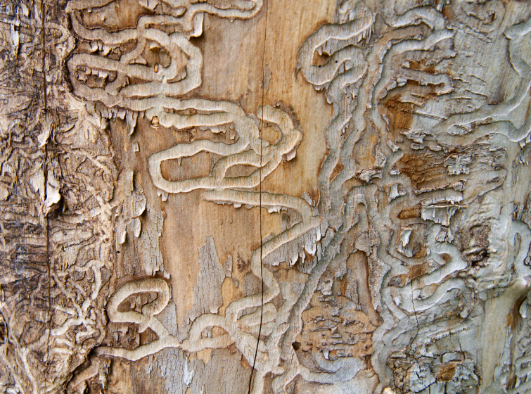 Close-up of serpentine galleries carved beneath the bark by emerald ash borer larvae as they feed on the tree's inner bark.