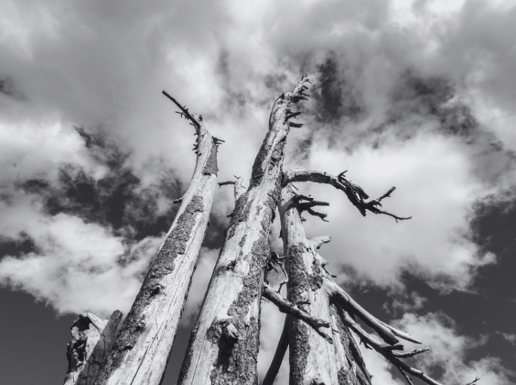 Dead, standing pine trees silhouetted against a cloudy sky after severe damage